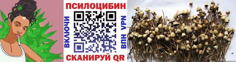 Купить  Чистополь  Псилоцибиновые грибы мицелий 